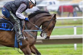 Forming a Cheltenham Betting Strategy- Using Past Festivals to Predict Future Performance